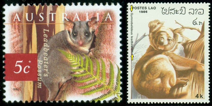 LAOS. koala medvídkovitý  má být správně Phascolarctos cinereus
